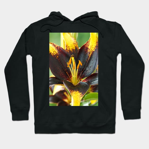 Lilium  'Lion Heart'  Lily  Asiatic lily Hoodie by chrisburrows